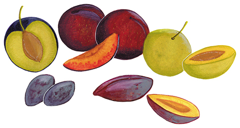 pia taccone fruits et legumes prugne
